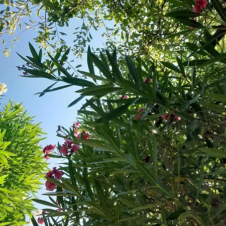 Dulce Vida L'Estartit